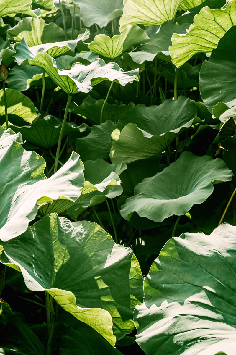 The Lost World - Art Prints - Image 22