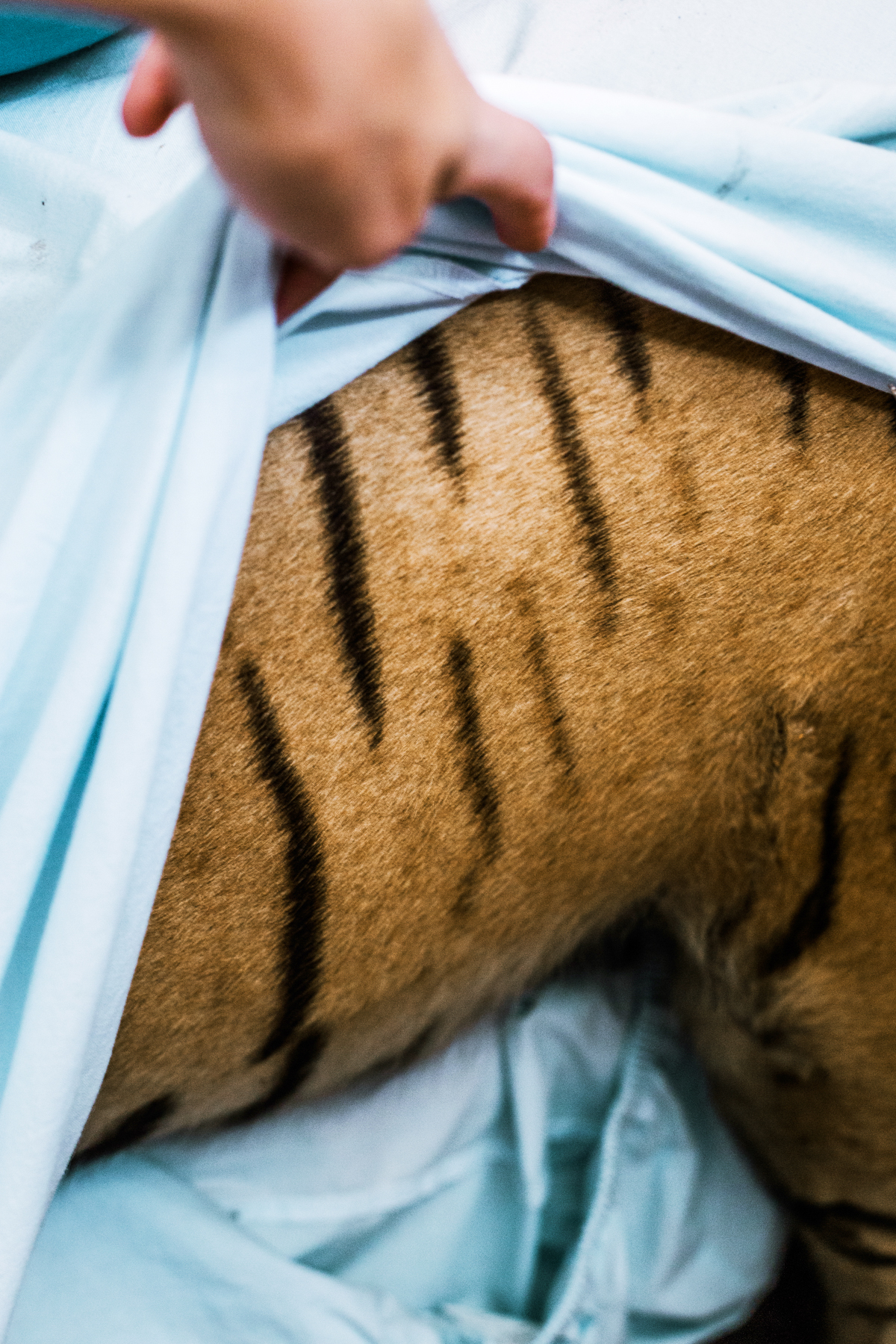 The Lost World - Tora (special edition) - Image 2