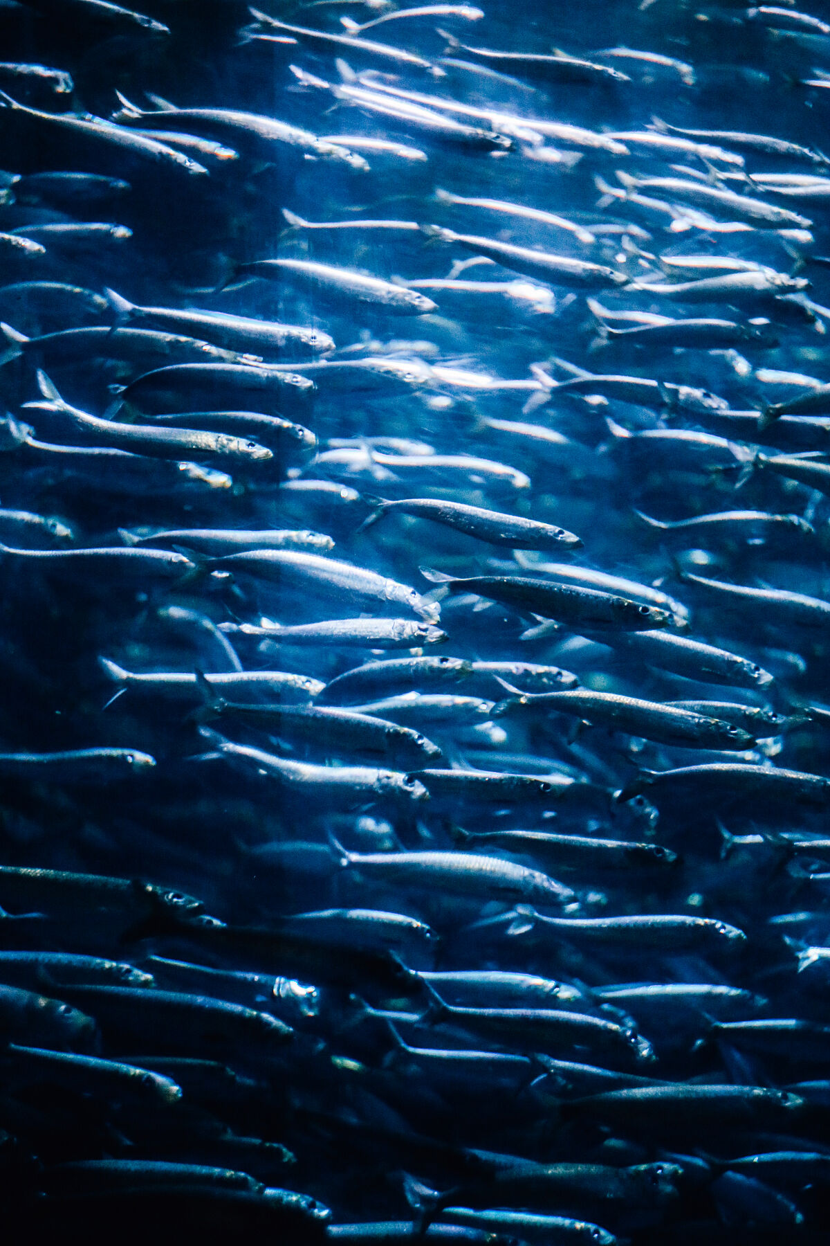 Sakana no Yume - Image 2