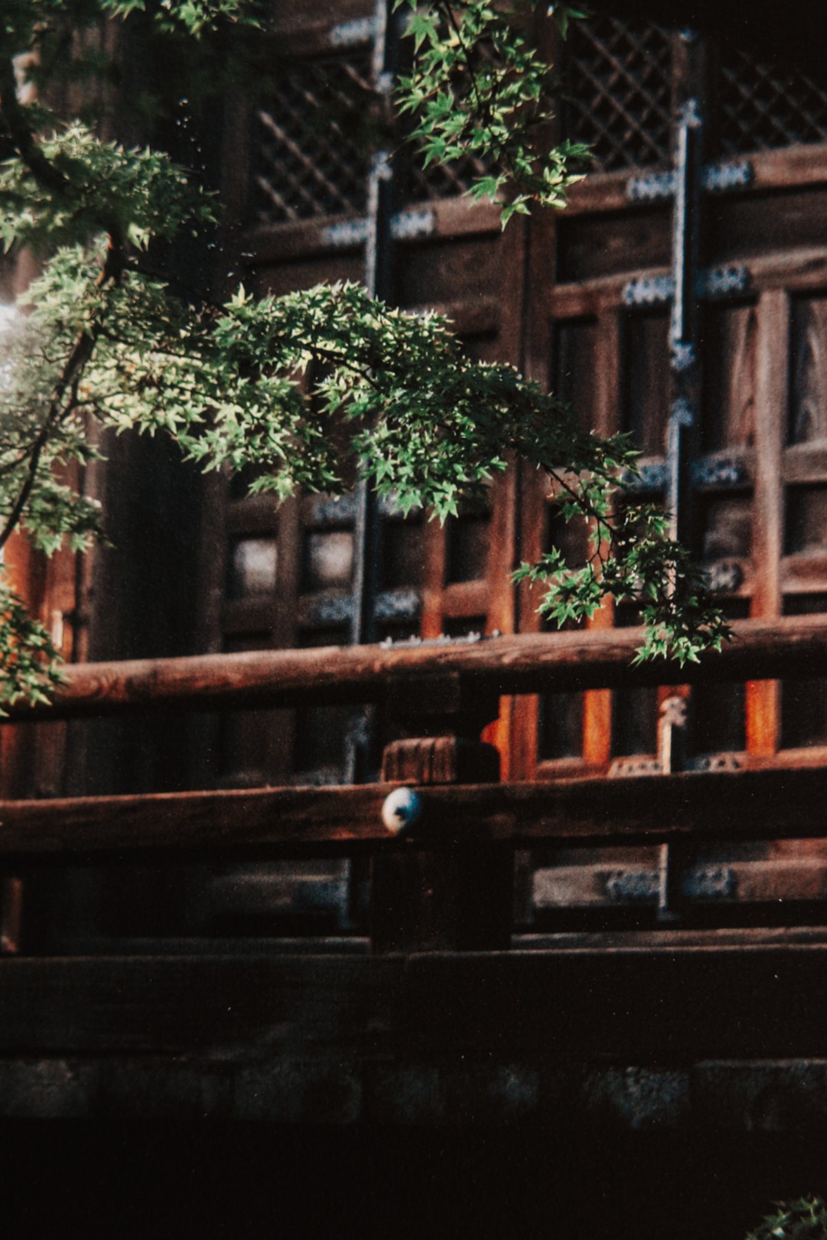 Kyoto Whispers - Image 4